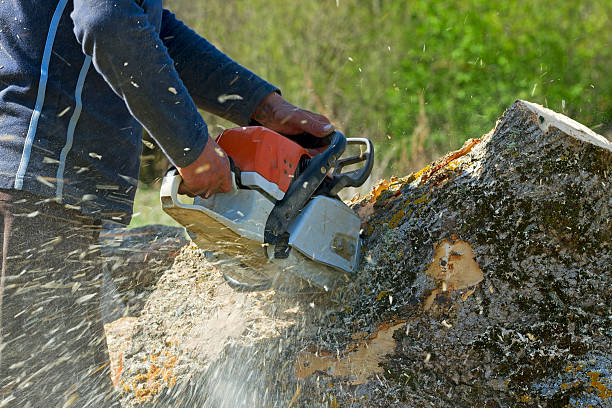 Best Emergency Storm Tree Removal  in Laredo, TX